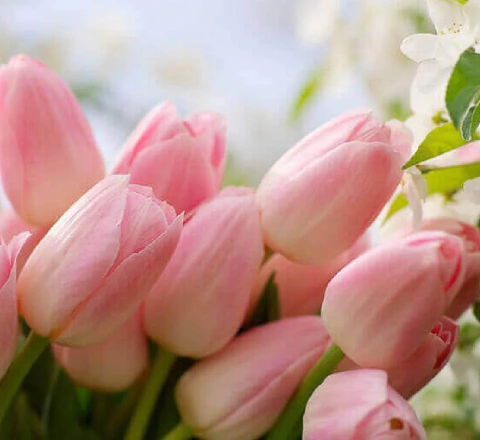 Commodity Sales Platform – Flower & Plants Trading