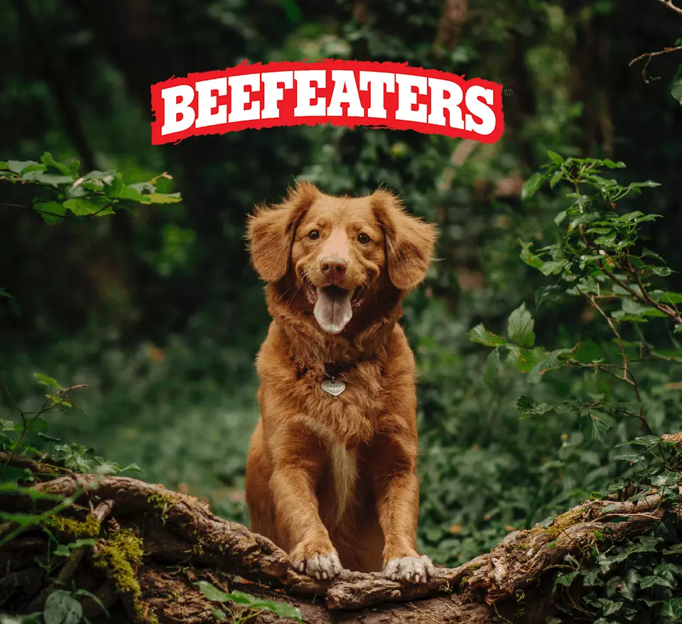 Platform for Beef lovers